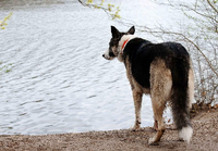 Blick aufs Wasser. Künftig müssen die Hunde vom oberen Waldweg auf den Schlachtensee schauen, denn dort, im Hundeauslaufgebiet, sind Hunde weiterhin auch ohne Leine erlaubt.