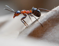 Von einer "Plage" kann man bei Ameisen kaum sprechen – sie sind Nutztiere.