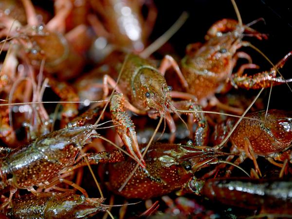 Gefangene Amerikanischen Flusskrebse krabbeln in einem Behälter.