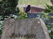 „Man hört Vogelstimmen nie wieder wie zuvor“: Auf diesem Friedhof können Berliner übernachten und der Natur lauschen