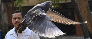 Eine Taube ist wegen eines Verdachts von chinesischer Spionage acht Monate lang in Indien festgehalten worden. 