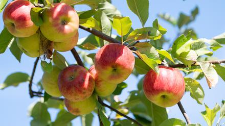 Äpfel hängen an einem Apfelbaum, Symbolbild.