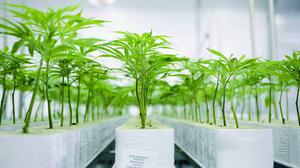 Cannabis-Setzlinge in der Plantage des Pharmaunternehmens Aurora