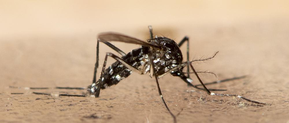 Eine tote Asiatische Tigermücke. Ansteckende Krankheiten werden aus Sicht von Mediziner durch die Klimakrise deutlich zunehmen. Sie fordern die WHO auf, den Gesundheitsnotstand auszurufen. (Archivfoto)