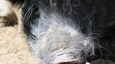 Seit 2022 werden für die Xenotransplantations-Versuche Auckland-Island-Pigs genutzt. Ihre ausgewachsenen Herzen haben von Natur aus die richtige Größe für den Menschen.