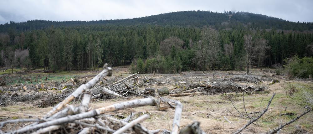 Der Zustand der Wälder in Deutschland ist angespannt. 