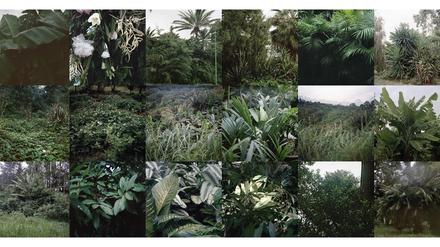 Tropisches Memory. Die Fotografin Mimi Cherono Ng’ok rastert ihre Motive von Palmenblättern und Banadenstauden (Untitled, 2020).