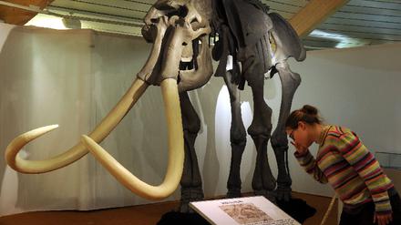 Ausstellung "Mammut, Moschusochse und Rentierjäger"