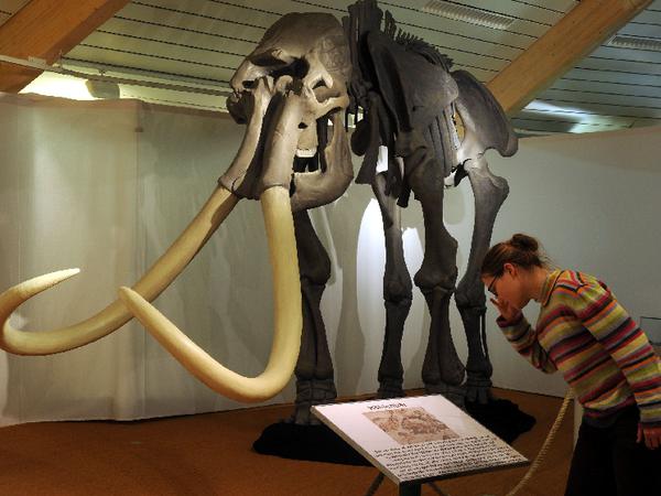 Ausstellung "Mammut, Moschusochse und Rentierjäger"