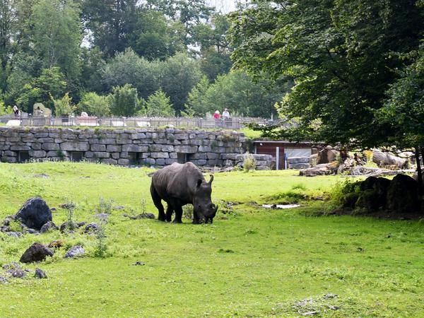 Rhinozeros im Zoo Salzburg (Zoo Hellbrunn) Mitte Juli 2021.