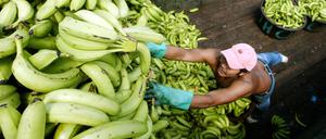 Ein Arbeiter entlädt Bananen auf einem Markt in Tegucigalpa, Honduras (Archivbild).