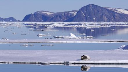 Auch die Lebensgemeinschaft des Nordpolarmeeres ist auf die Meereisentwicklung angewiesen.