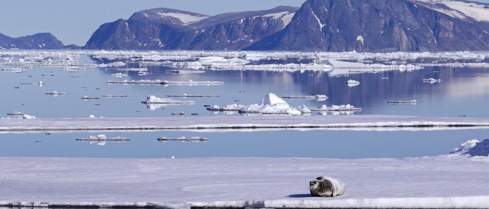 Atlantifizierung des Nordpolarmeers Warum der Meereisschwund stockt