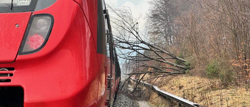 Nach Baumfällarbeiten liegt eine Rotbuche in Pöcking in Bayern im Gleisbereich und auf einem Zug.