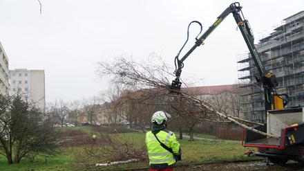 Dem Bauprojekt auf der Cornelsenwiese mussten viele Bäume weichen.
