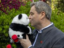 Bayerische Pandadiplomatie: Söders gefährlicher chinapolitischer Revisionismus