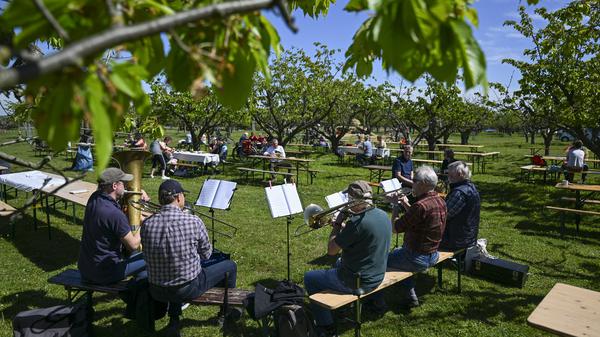 28.04.2024, Brandenburg, Werder (Havel): Gäste sitzen bei Musik von der Band Blechmob im Biohof Werder unter Obstbäumen beim 145. Baumblütenfest. 