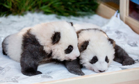 Berliner Pandas Haben Neue Namen Jeder Schluckauf Der Kleinen