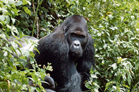 Ein Berggorilla, der eine Subspezies des Östlichen Gorillas (Gorilla beringei) und der größte Menschenaffe ist.
