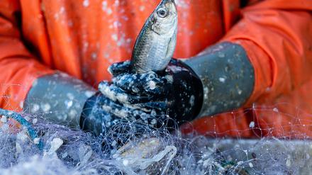 Bleiben die Netze der Hering-Fischer bald fast leer?