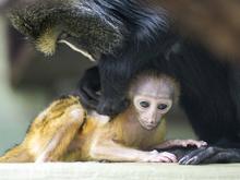 Primatenart gilt als gef&auml;hrdet: Kleine Eulenkopfmeerkatze im Berliner Zoo geboren