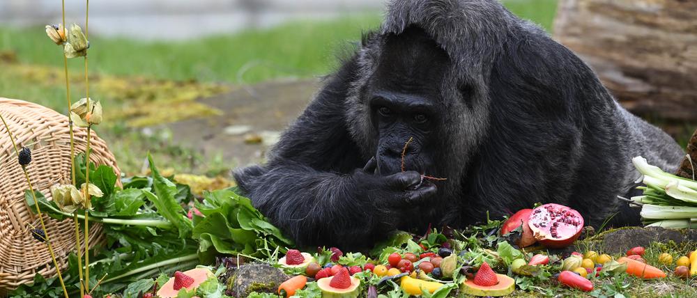 Ältester Gorilla der Welt feiert 66. Geburtstag: Wassermelone, Beeren ... Ältester Gorilla der Welt feiert 66. Geburtstag: Wassermelone, Beeren ...