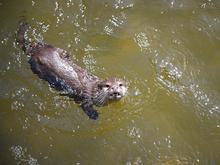 Auch Otter brauchen Sport: Wie der Tierpark Berlin gegen die Speckröllchen seiner Bewohner kämpft