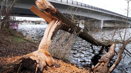 Nahe der Humboldtbrücke haben Biber einen einen Baum gefällt.