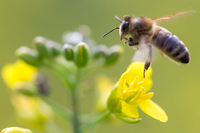 Hunderte Wildbienen-Arten in Deutschland gefährdet