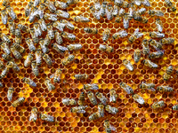 Bienen sind in den letzten Jahren immer mehr ins allgemeine Blickfeld gerückt.