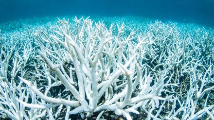 Durch die Erderwärmung kommt es zu einer permanenten Erwärmung der Ozeane weltweit. So kann es in Korallenriffen zu einer Bleiche kommen, wodurch die Riffe großflächig absterben.