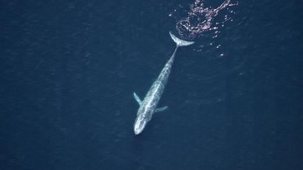 Ein Blauwal vor Kalifornien.