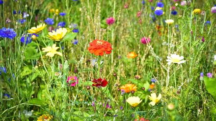 Blühende Wildblumen sind besser für die Artenvielfalt als kurzgeschorener Rasen. 