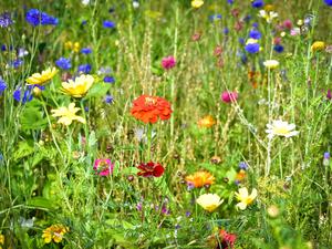 Blühende Wildblumen auf einer Wiese.