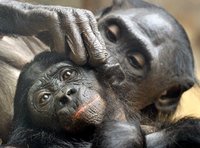 Frankfurter Zoo: Bonobo-Mutter trägt totes Jungtier seit ...