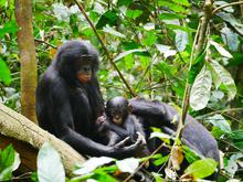 Mehr Erfolg bei den Weibchen: Aggressive männliche Bonobos kommen besser an