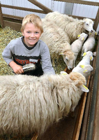 Der siebenjährige Schäfersohn Hannes Rocher bürstet in Paaren/Glien auf der Brala Schafe. Vier Tage präsentieren mehr als 700 Aussteller und Züchter Landwirtschaft zum Anfassen.