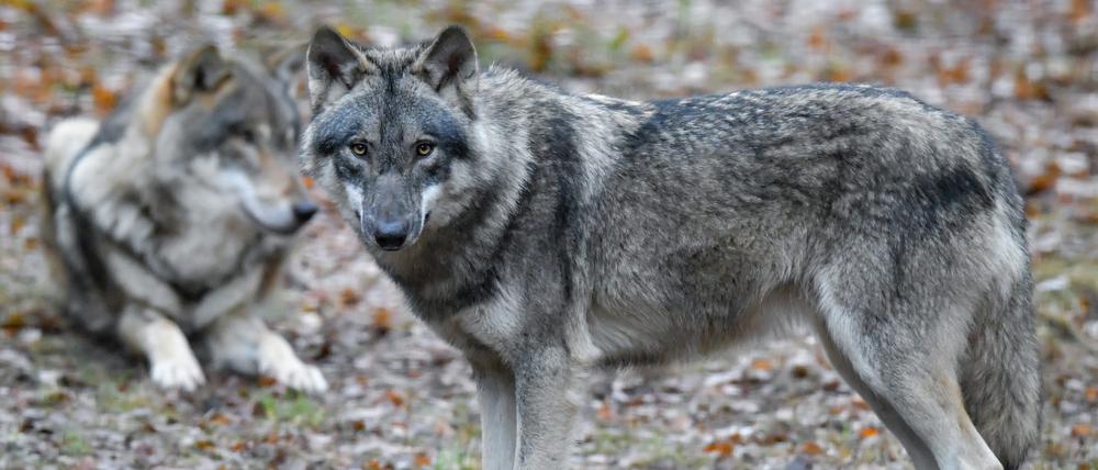 Wölfe sind in einem Gehege des Wildparks Schorfheide zu sehen. Brandenburg bringt auf der Umweltministerkonferenz einen Vorschlag ein, der für mehr finanzielle Unterstützung für Schäfer beim Schutz ihrer Herden vor dem Wolf sorgen soll. 