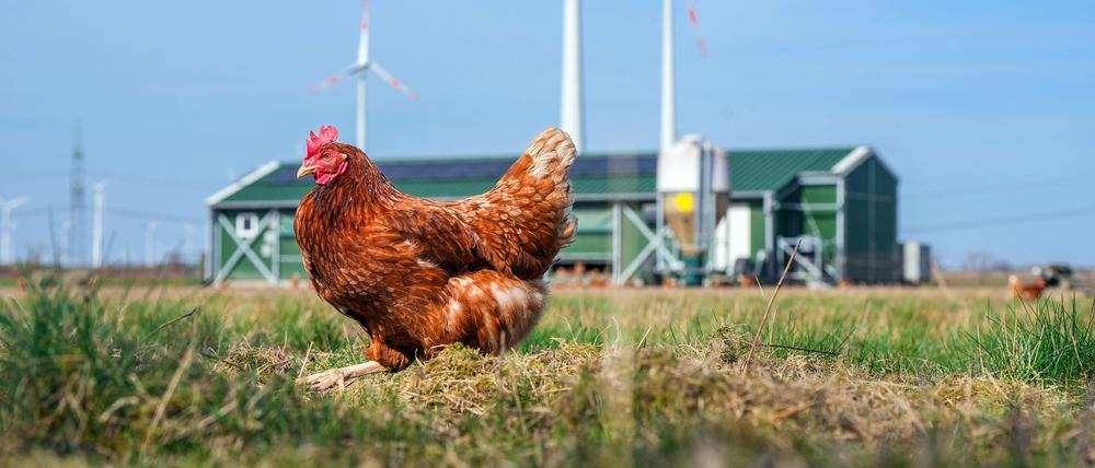 Ein Huhn der Rasse „Lohmann Brown“ geht während des Besuchs von Brandenburgs Agrarminister Vogel bei der Wustermarker Bio-Ei GmbH über die Wiese vor dem Stall.