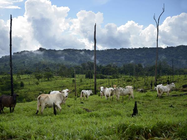 Erfolgreicher Kampf für den eigenen Acker : Wie Hunderttausende ...