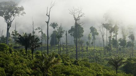 Brände im Urwald von Pará, des zweitgrößten Bundesstaats Brasiliens.
