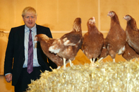 Viel Zeit mit Hühnern: Der britische Premier Boris Johnson auf seiner Tour