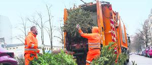 Die Müllabfuhr sammelt durchschnittlich rund 350.000 Weihnachtsbäume pro Jahr ein.
