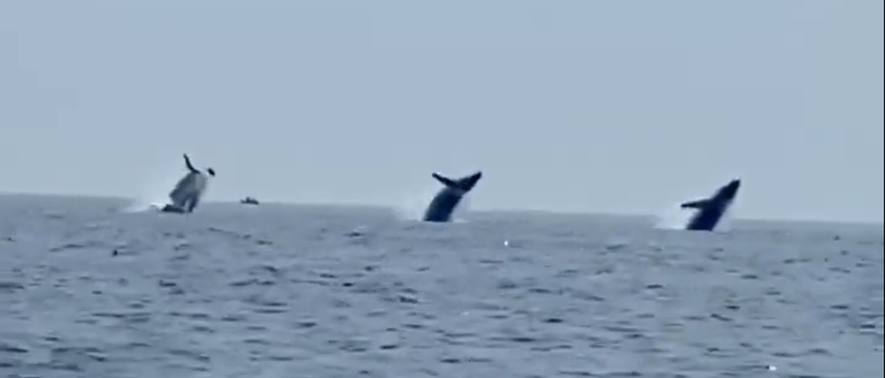 Die drei Buckelwale sprangen bei Cape Cod, Massachusetts, in nahezu perfektem Einklang aus dem Meer.