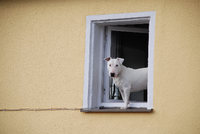 Eine bemerkenswerte Wohnungsmarktanzeige aus Neukölln beinhaltet neben der Wohnung auch einen zu hütenden Bullterrier.