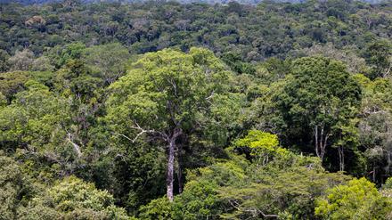 Die Abholzung des Regenwaldes soll gestoppt werden – auch darum geht es beim geplanten Mercosur-Abkommen.