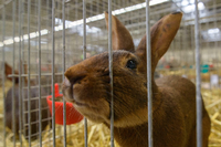 Ein Kaninchen auf der 26. Bundesrammlerschau in der Messe in Erfurt.