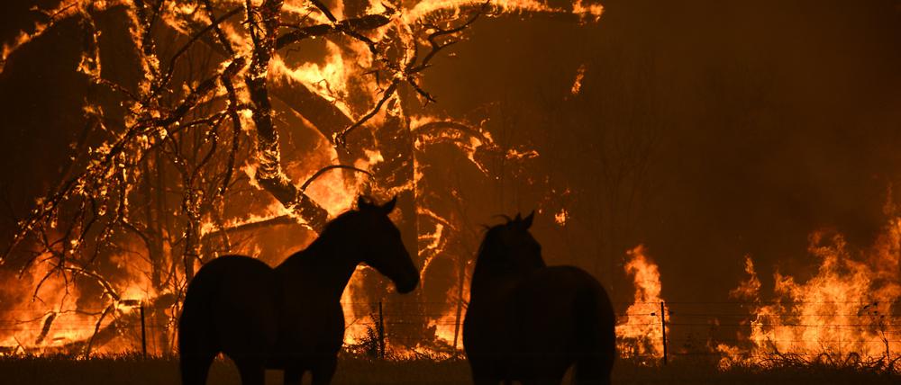 Ende 2019 wüteten extreme Buschfeuer in Australien.