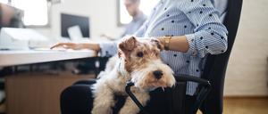 Midsection of businesswoman stroking dog sitting on lap while working at desk in creative office