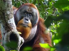 Orang-Utan therapiert sich selbst mit Heilpflanze : Erste Wundbehandlung bei Primaten beobachtet